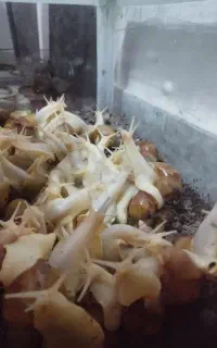 حلزون آلبینو گوشت سفید