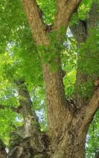 قیمت ۳۸۰ میلیون تومان