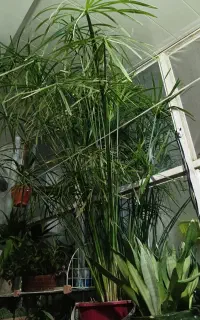 گل نخل مرداب