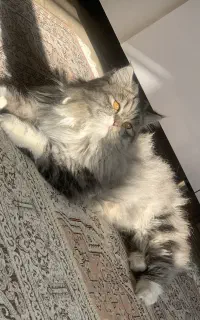 گربه پرشین نر برای جفت گیری