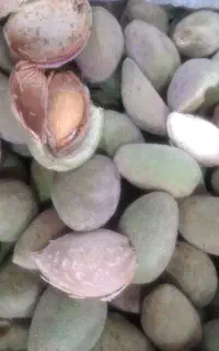 بادام پوست کاغذی محب