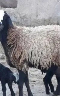قصاب سیار هستم