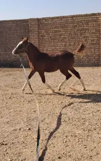 اسب