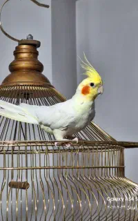 عروس هلندی