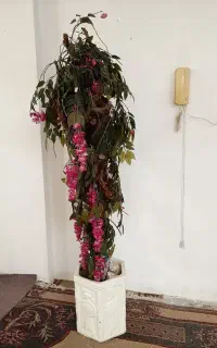 درختچه همراه با گلدان
