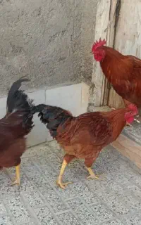 خروس محلی  3عدد دانه 1میلیون پانصد هزار تومان