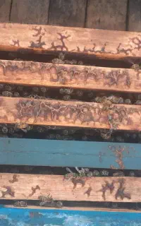 زنبور عسل