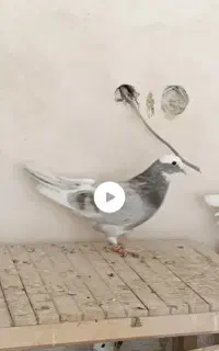 کبوتر گم شده