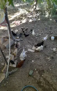 مرغ ویروس وجوجه