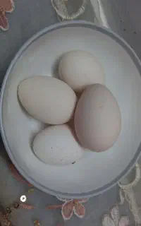 . تخم مرغ میناتوری سبرایت