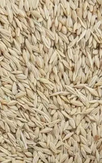 فروش عمده جو کاشت وکاه غلوفه