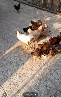 مرغ و خروس و جوجه محلی جمعا حدود سی عدد