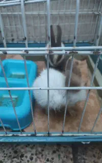 فروش  دو عدد خرگوش با قفس وظرف غذا وایخوری