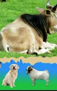 پرس یونجه