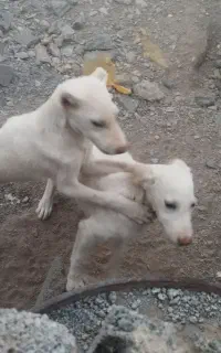 سگ نر نژاد افغان