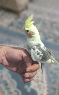 عروس هلندی رام و دستی قابل آموزش
