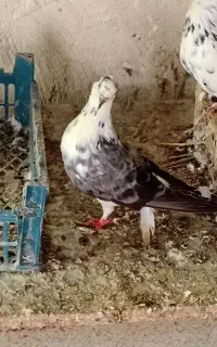 جوجه ۳ ماهه بسیار زبل و زرنگ فروشی