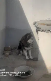سگ هاسکی