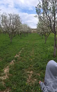 علف زنی ویونجه زنی
