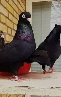 کبوتر زاغ آبادانی