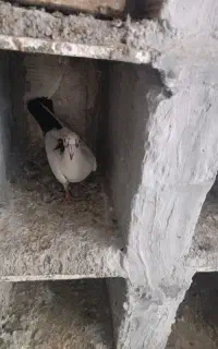 کفتر