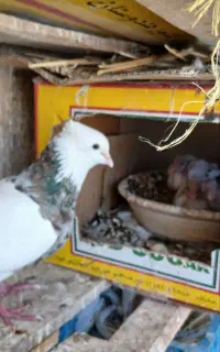 کبوتر