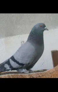 کفتریاکبوتر