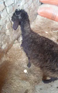 بره نر فروشی
