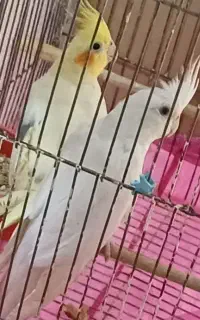 پرنده عروس هلندی