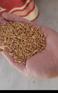 گندم