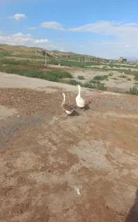 قو غاز