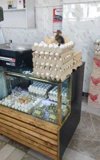 تخم مرغ عمده