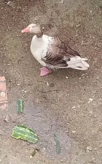 فروش غاز نرو ماده
