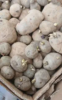 سیب بذری