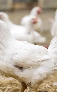 مرغ زنده با سبد کالا درخدمتیم