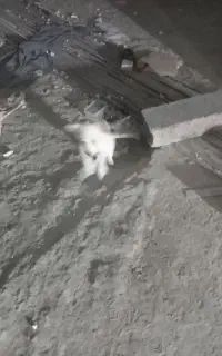 واگذاری سگ پشمالوپاه کوتاه