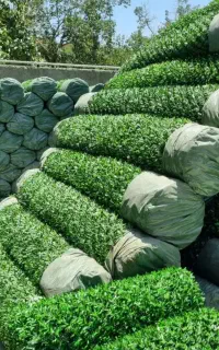 فنس چمن رشته ای  مفتول گالوانیزه