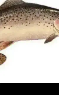 بچه ماهی غزل