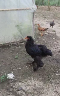 برهما،جوجه مرغ