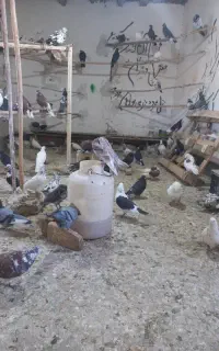 فروش پرنده .کبوتر