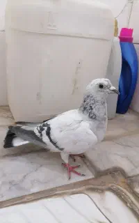 کفتر معاوضه با مرغ عشق