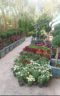 خدمات باغبانی حرفه‌ای گلکاری طراحی فضای سبز گل