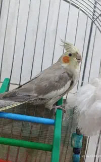 عروس هلندی ماده