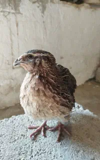 بلدرچین نر گوشتی و بالغ