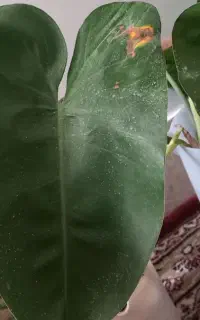 گل فیلودندرون و گل سنگونیوم برگ صورتی