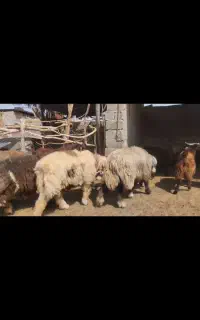 بره چاق گراش