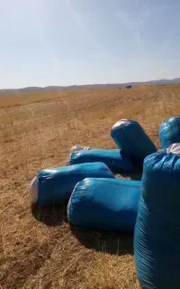 کاه  دیم گندم مرغوب کرمانشاه
