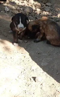 سگ هاسکی
