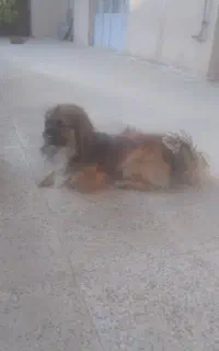 سگ خانگی پامر