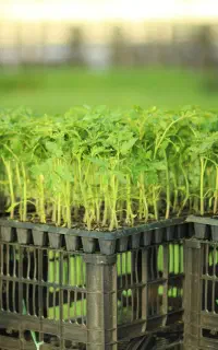 تولید و عرضه انواع نشاء اصلاح شده